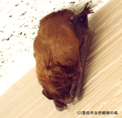 ヤマコウモリ 絶滅のおそれのある愛知県の野生生物 写真図鑑