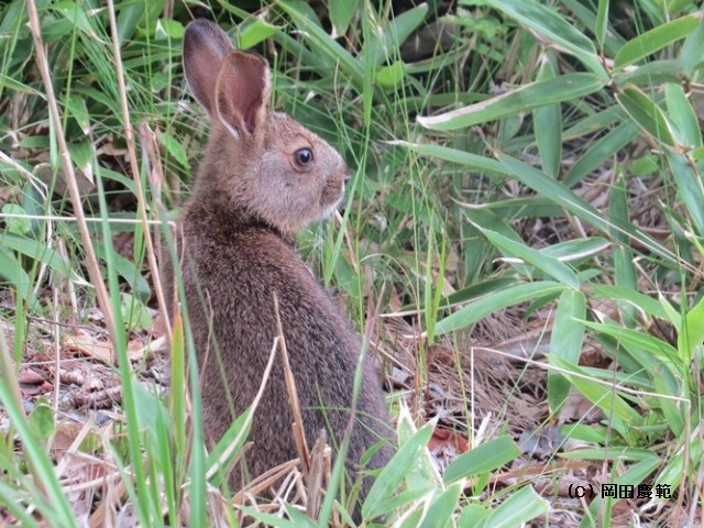 写真：ニホンノウサギ